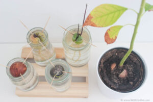 comment faire pousser un noyau d'avocat