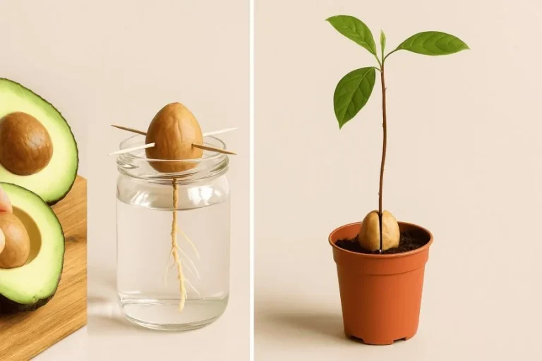 comment faire pousser un noyau d'avocat